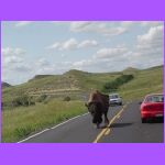 Buffalo In Road 2.jpg